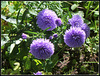 Aster novi-belgii 'Marie Ballard' (2)
