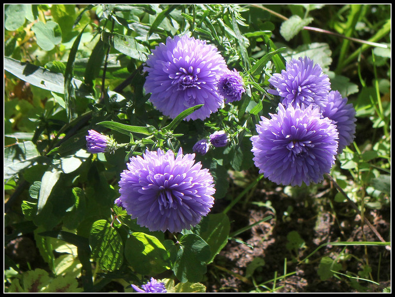 Aster novi-belgii 'Marie Ballard' (2)