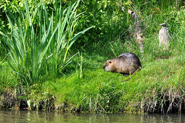 Nutria an der Nidda