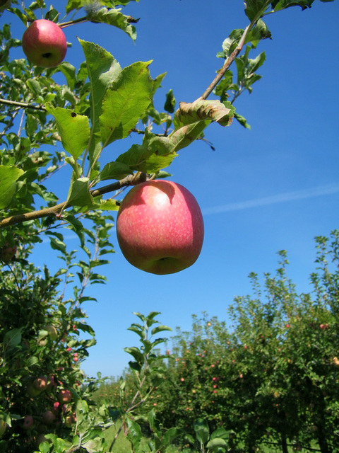 La pomme...sur fond de ciel bleu...