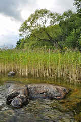 Schiefer Baum