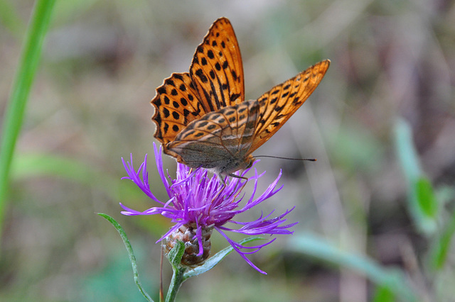 Schmetterling auf Grinda