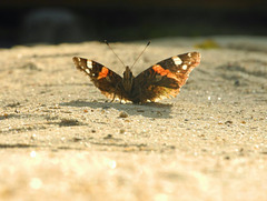 Schmetterling