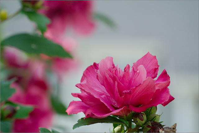 Hibiscus
