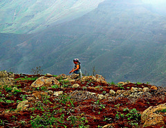 Hard work! Cultivating  among the stones