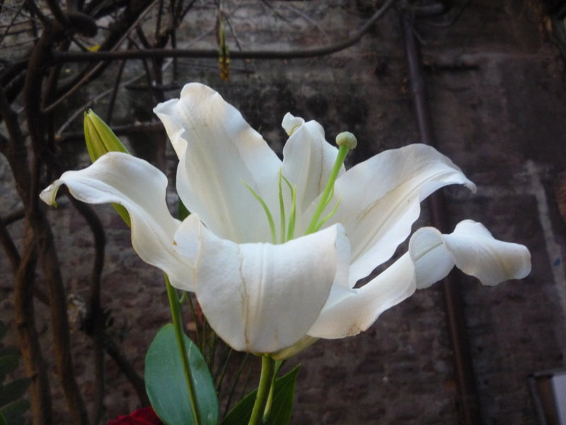 Lilium blanco