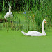 swans on the hackney cut,  bow, london
