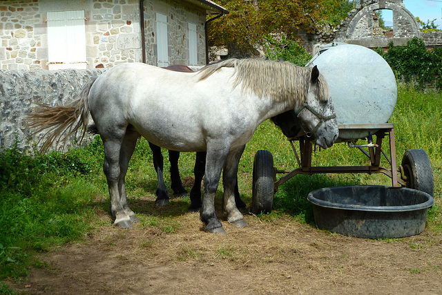 Horses