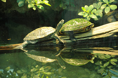 Wasserschildkröten, Zoo Frankfurt