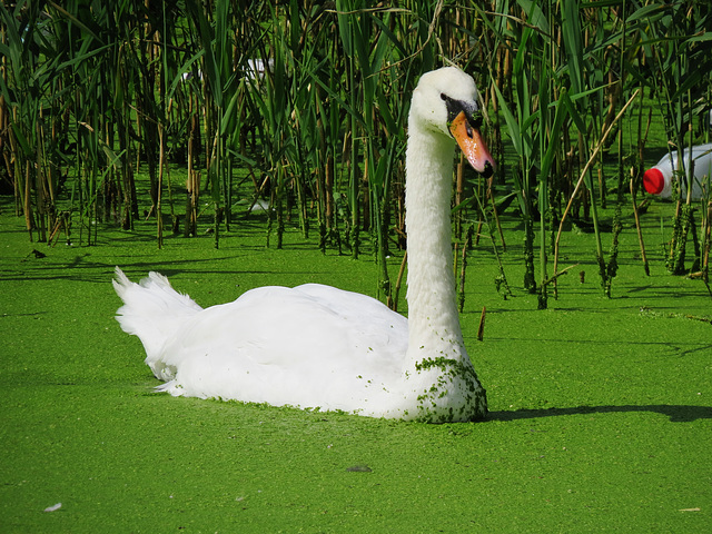 swan on the hackney cut,  bow, london