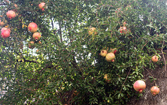 Pomegranates