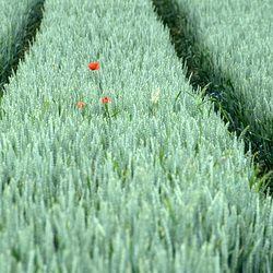 Zwischen den Rädern