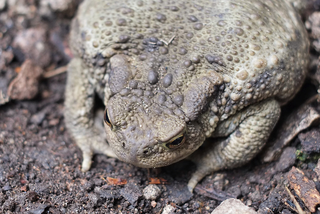 Toad close-up