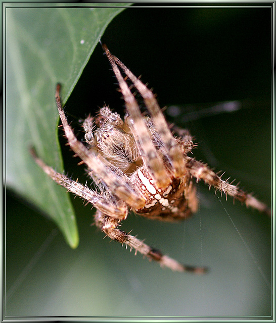 Gartenkreuzspinne (Araneus diadematus) Frontseite. ©UdoSm