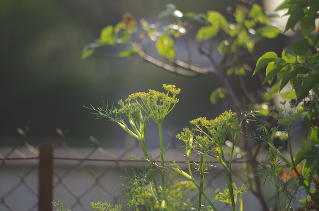 Mon petit jardin