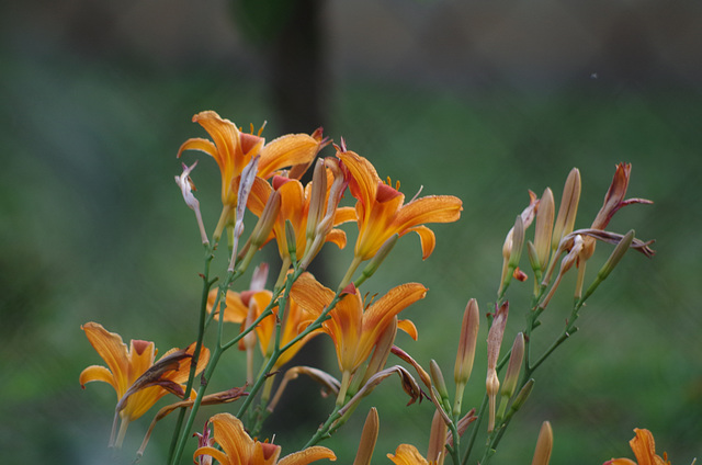 Mon petit jardin