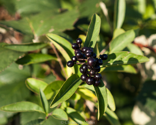 Beeren