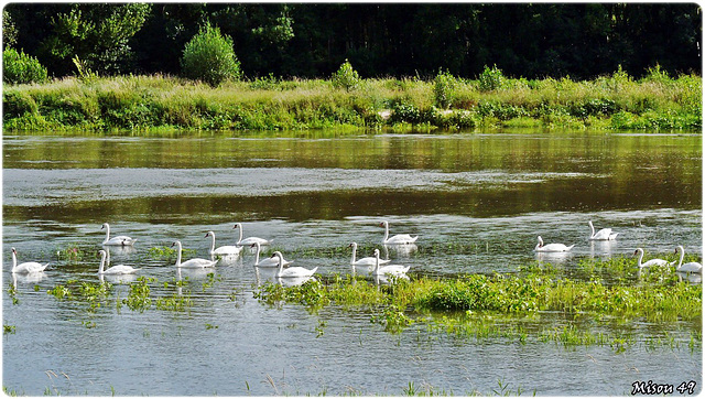 SAINTE GEMMES sur LOIRE