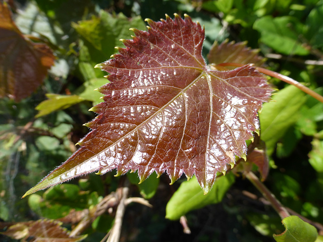 Wer denkt denn schon an Herbst?