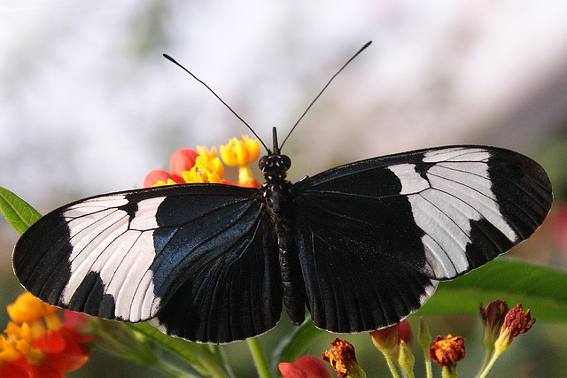 Longwing Butterfly