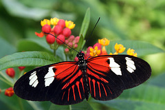 Doris Longwing Butterfly