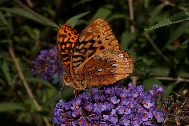 Great Spangled Fritillary