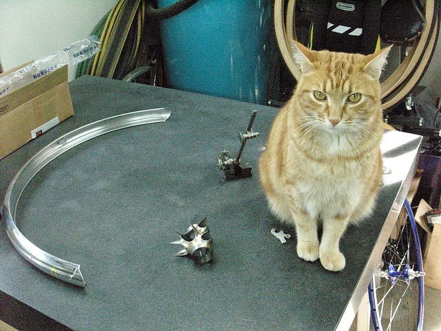 Bailey with the bits of #CT209 on the stone alignment table (2009)