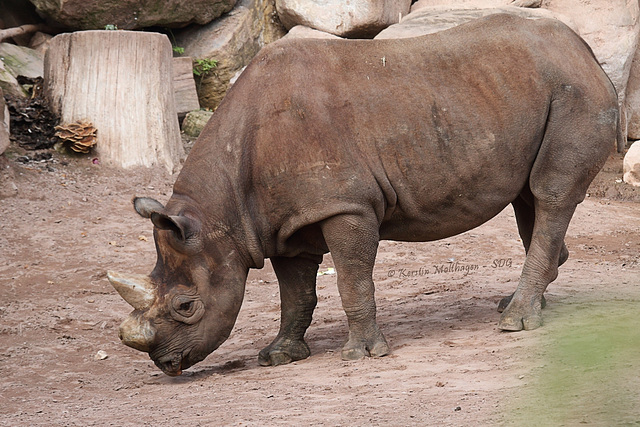 Nashornbulle Kifaru (Hannover)