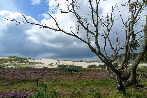 Nederland - Bergen aan Zee, Noordhollands Duinreservaat