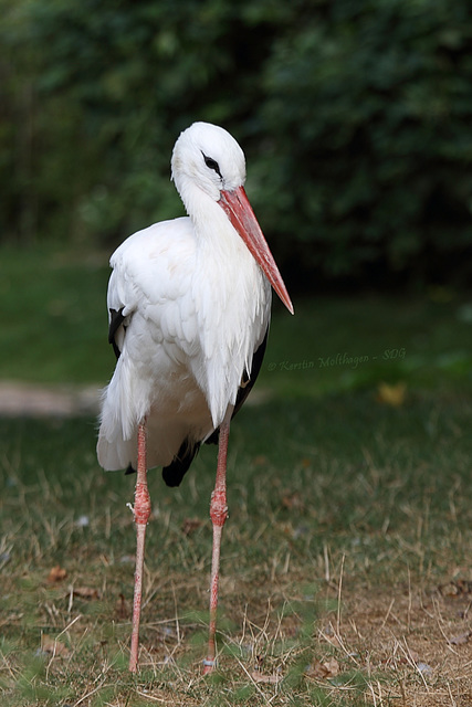 Weißstorch (Hannover)