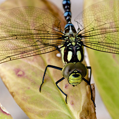 Emperor Dragonfly