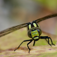 Emperor Dragonfly