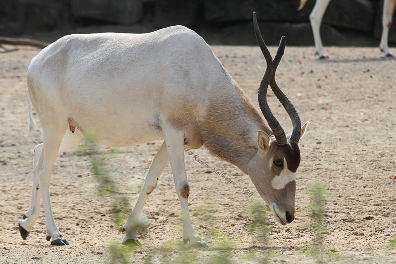 Addax (Hannover)