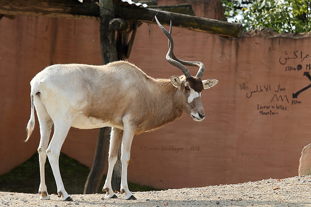 Addax (Hannover)