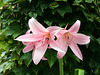 Lilies?