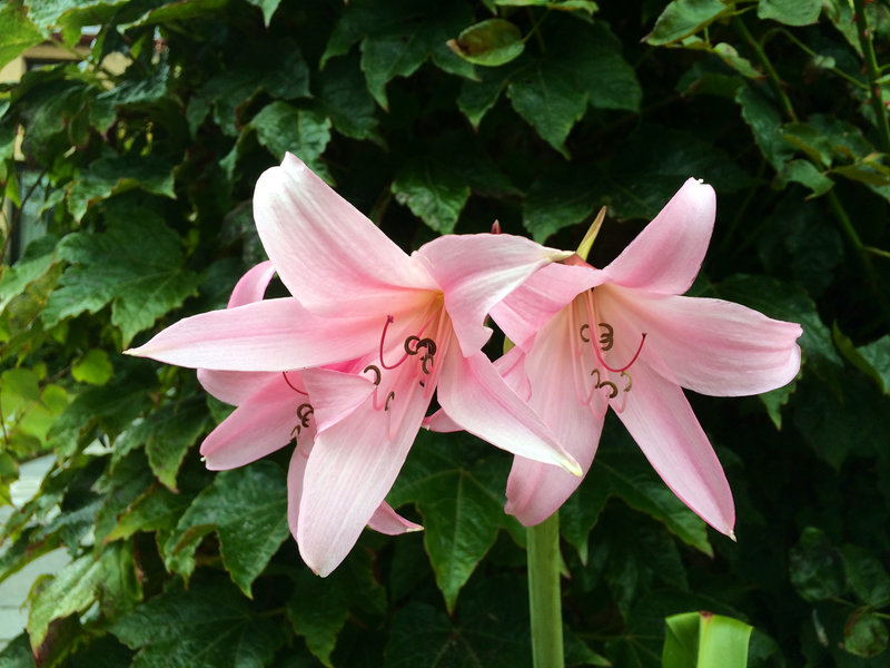 Lilies?