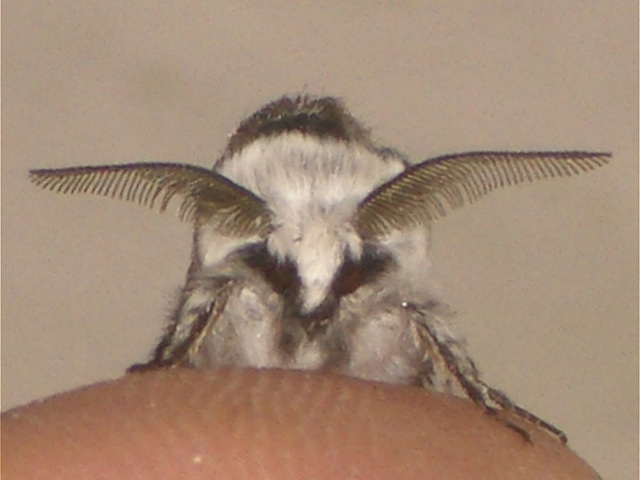 1997 Furcula furcula (Sallow Kitten)