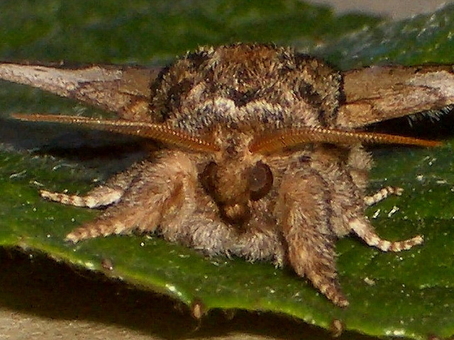 2003 Notodonta ziczac (Pebble Prominent)