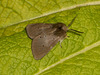2063 Diaphora mendica (Muslin Moth) M - 9851u