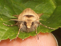 2089 Agrotis exclamationis (Heart n Dart)