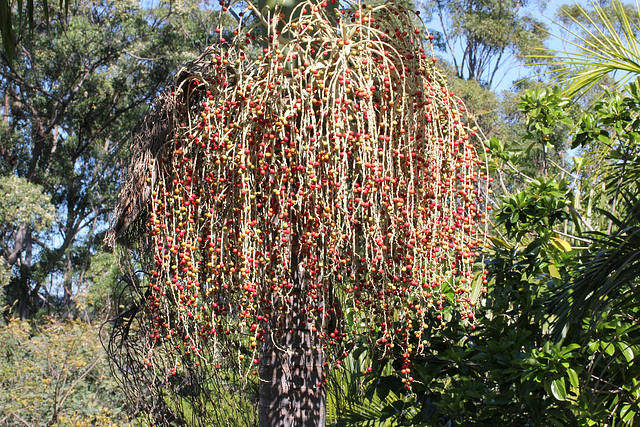 So many berries