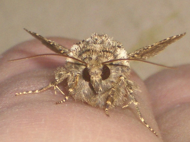 2173 Hadena bicruris (Lychnis)