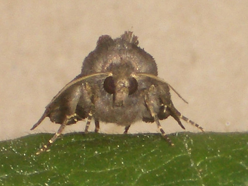 2305 Euplexia lucipara (Small Angle Shades)