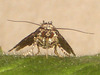 2410 Protodeltote pygarga (Marbled White Spot)