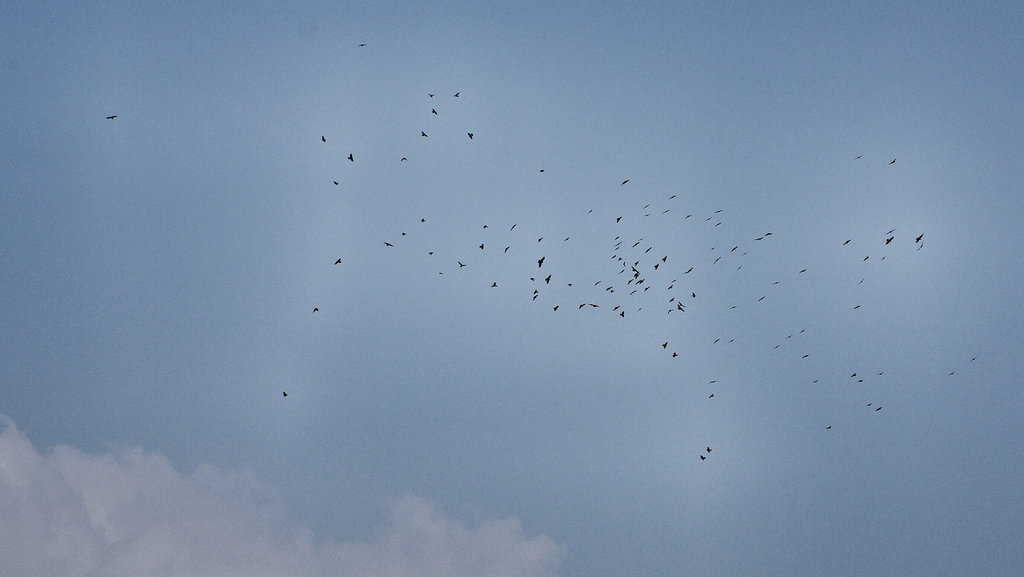 A sky full of corvids