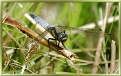 Großer Blaupfeil (Orthetrum cancellatum), Männchen. ©UdoSm