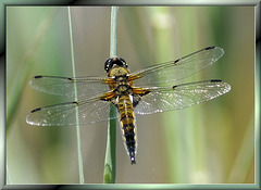 Vierfleck (Libellula quadrimaculata)