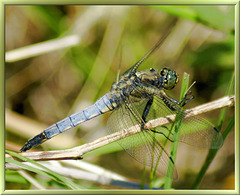 Großer Blaupfeil. Männchen. ©UdoSm