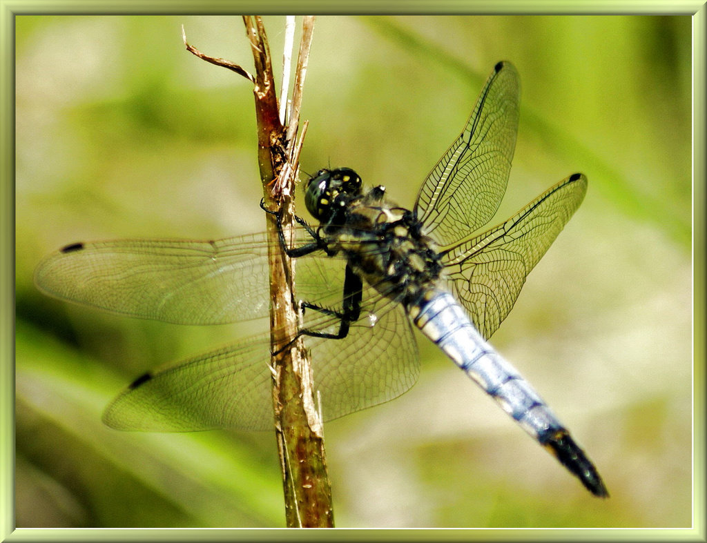 Großer Blaupfeil (Orthetrum cancellatum), Männchen. ©UdoSm