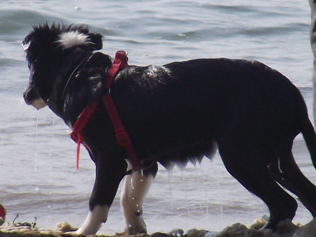 Dog didn't bother to shake himself - he shot back in the water